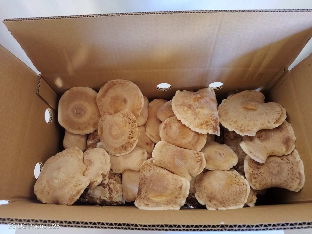 Shiitake
