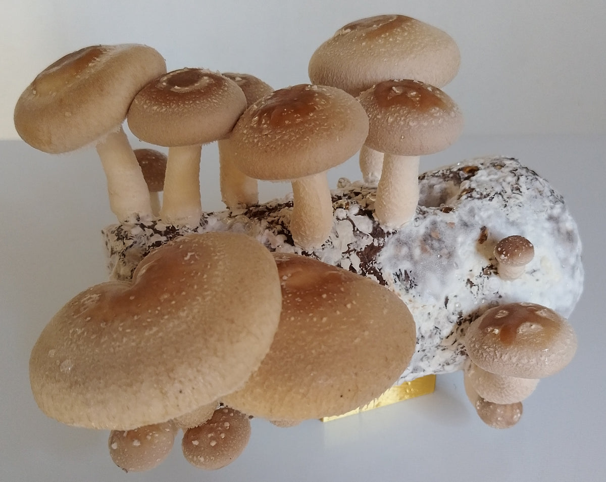 Shiitake