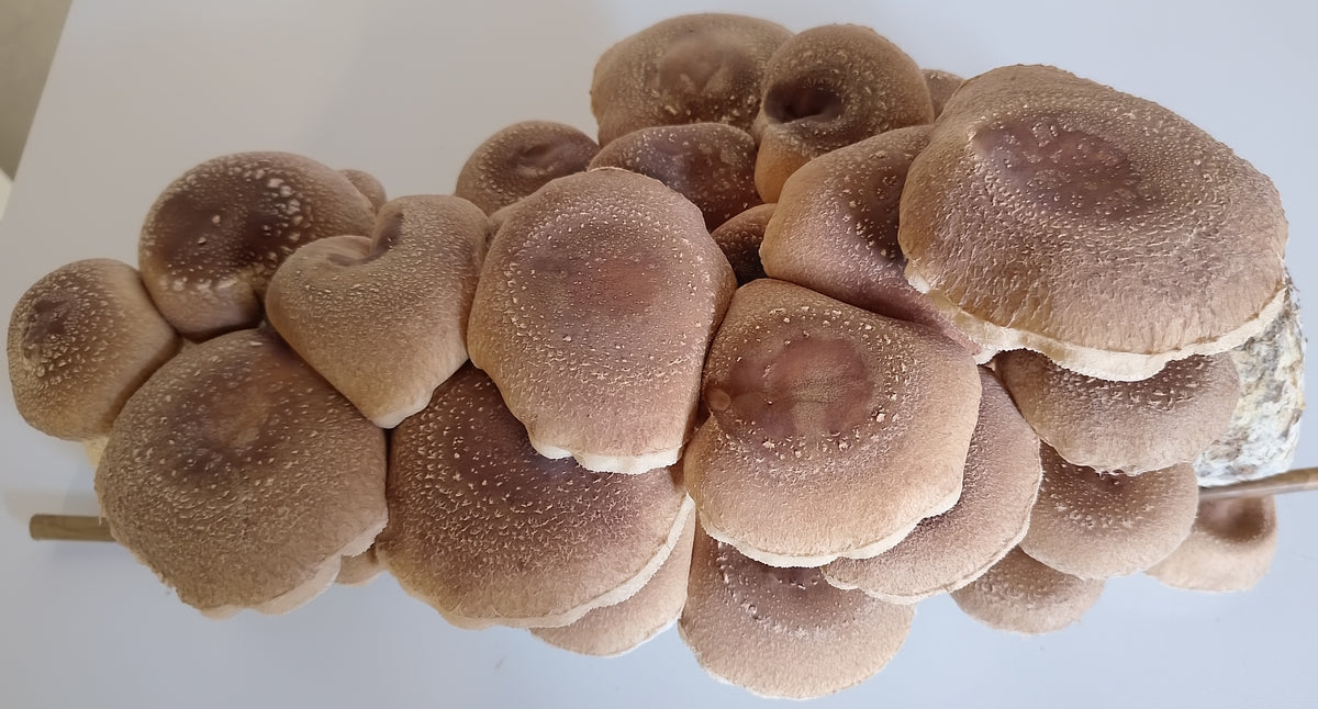 Shiitake