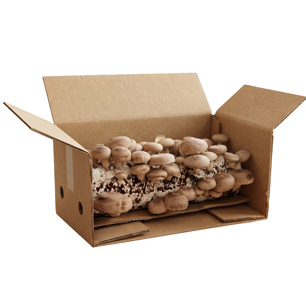 Shiitake