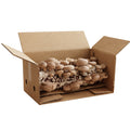 Shiitake